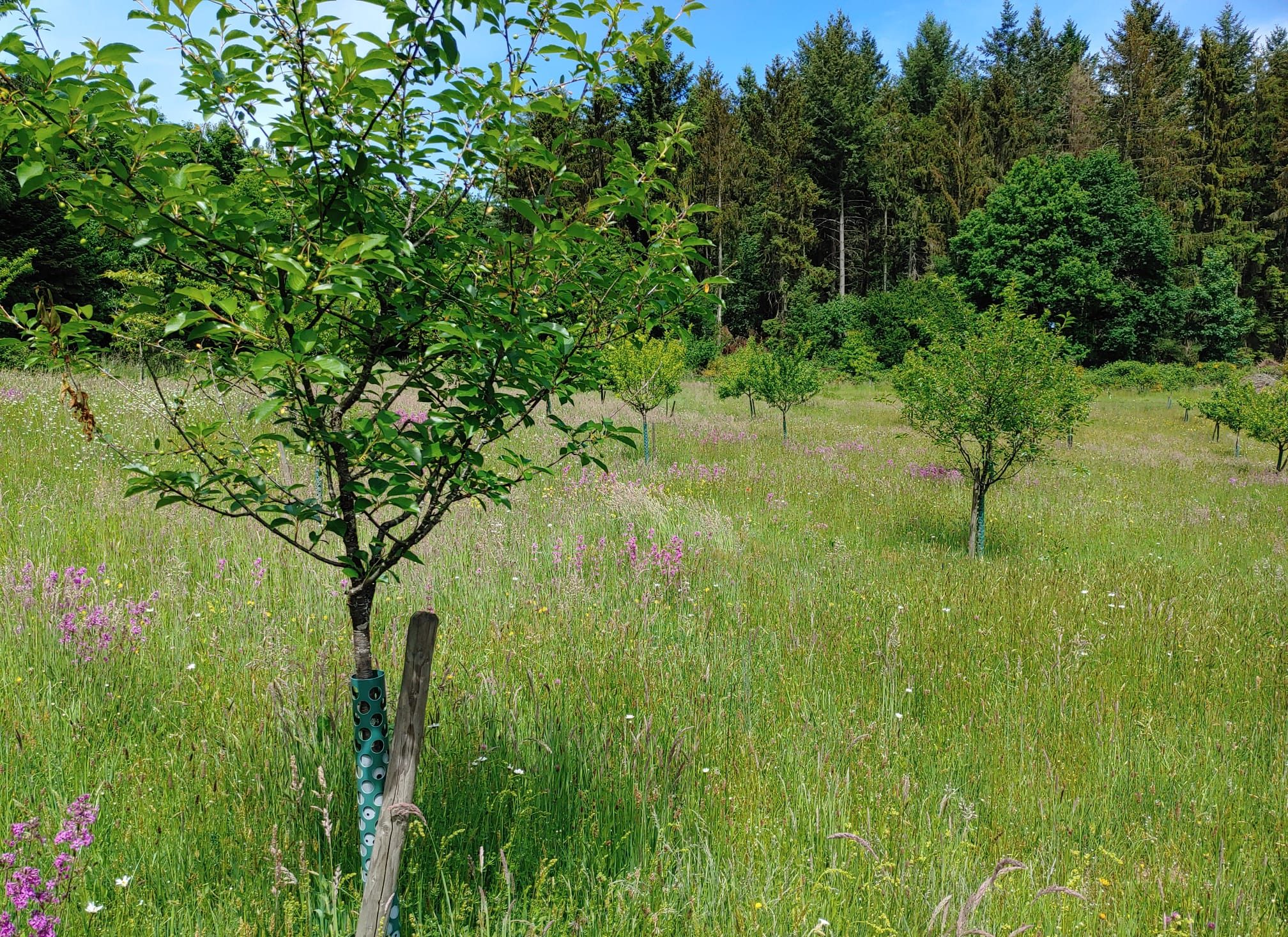 Golfpark Weiherhof Golf und Natur Golf and Nature 3